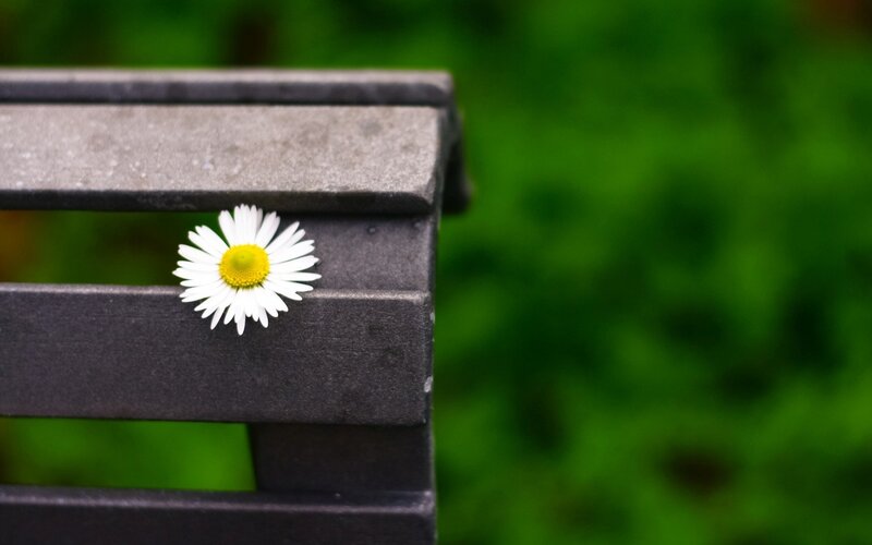 Daisy on Bench