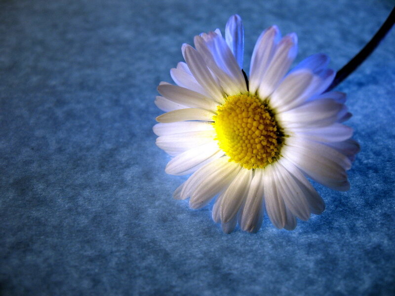 daisy on blue surface