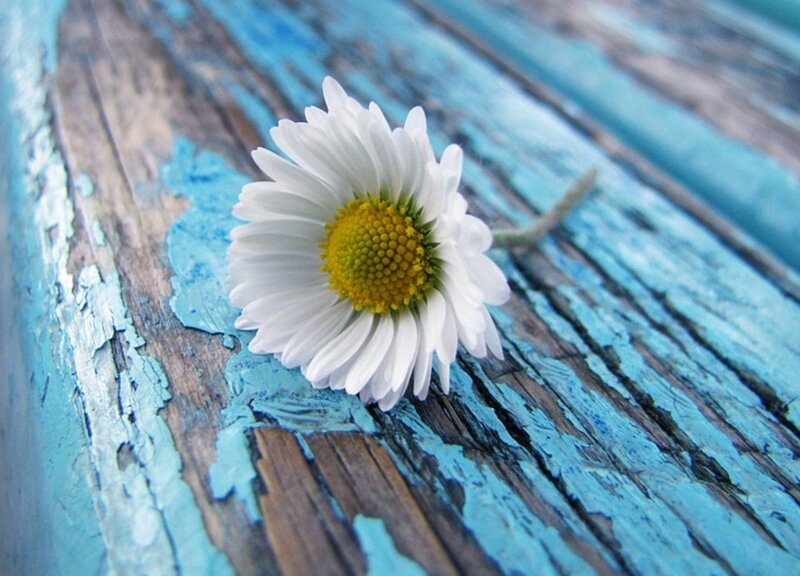 Daisy on Blue Wood
