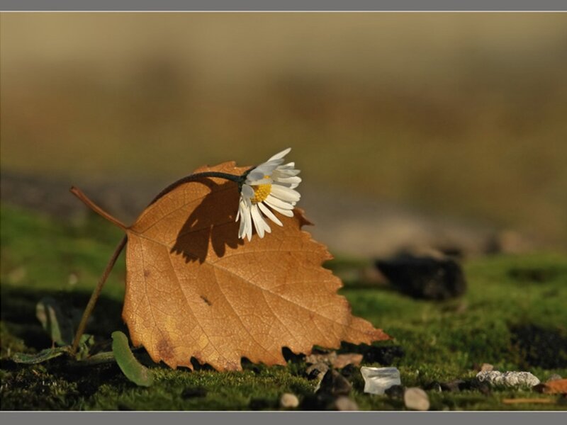 Daisy on Brown Leaf