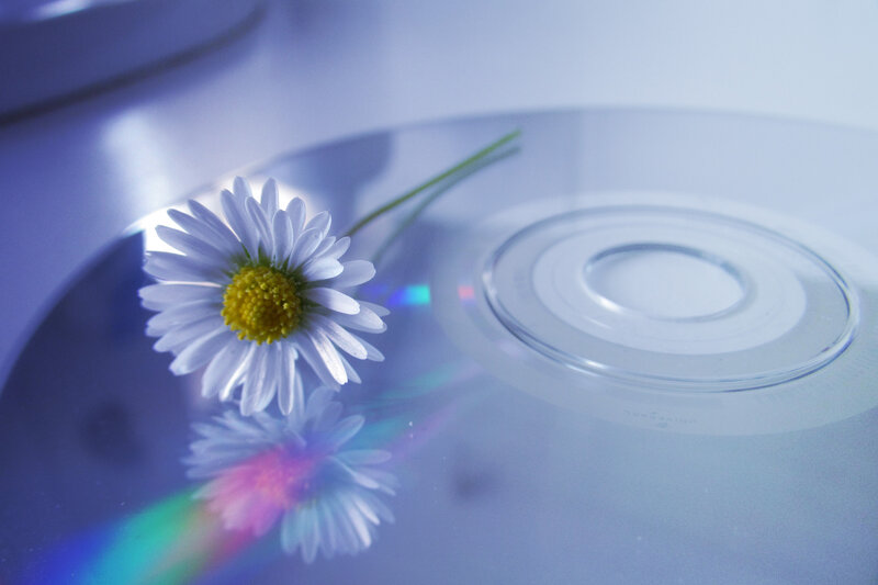 Daisy on Cd