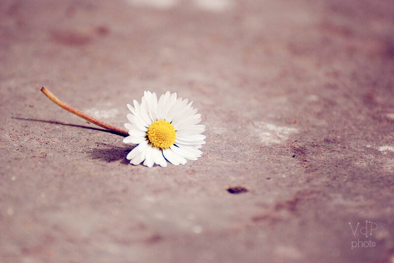 Daisy on Concrete