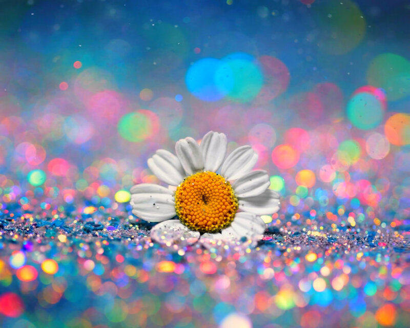 Daisy on Glitter Surface