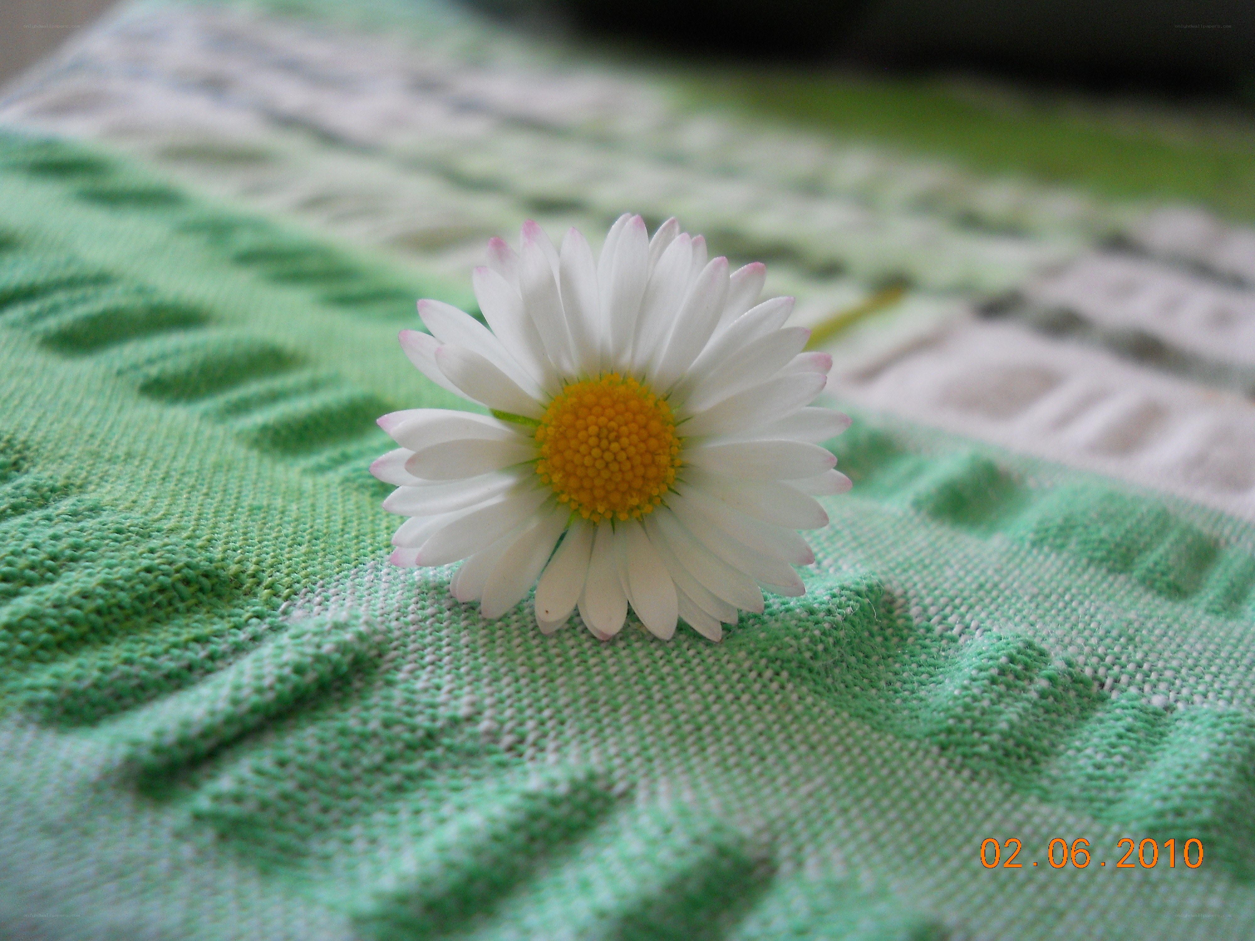 Daisy on green cloth