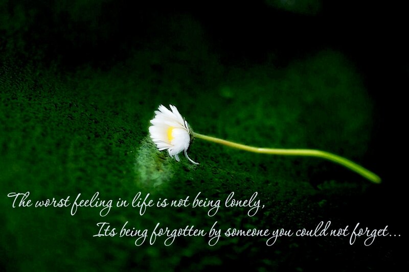 Daisy on Green Surface
