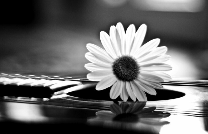Daisy on Guitar — Black