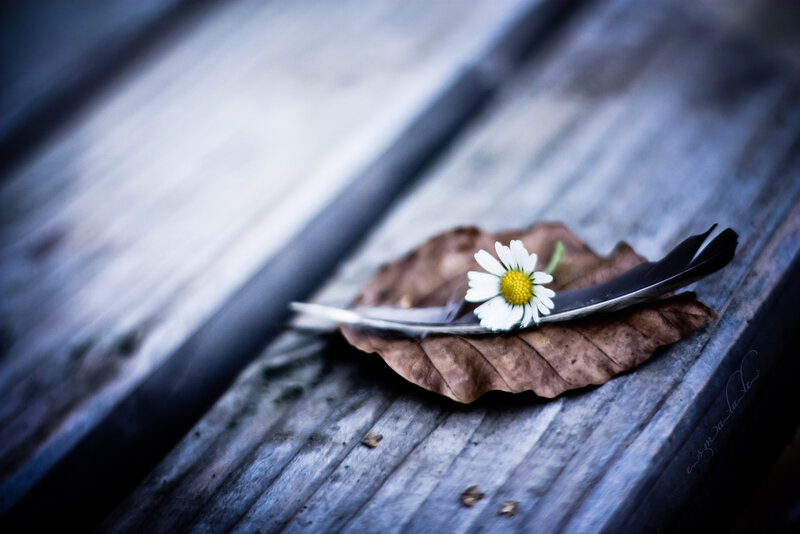 Daisy on Leaf and Feather