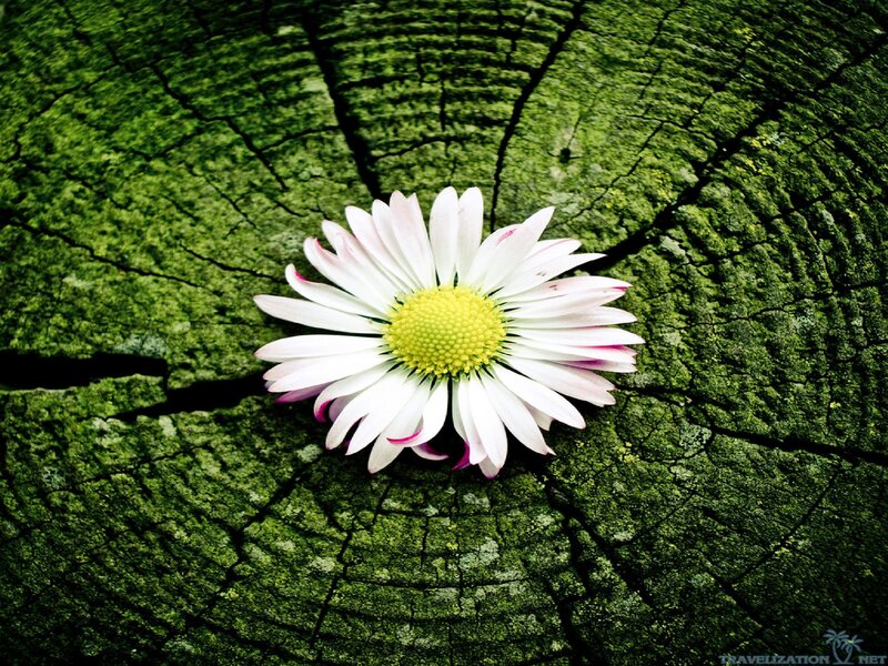 Daisy on Mossy Wood