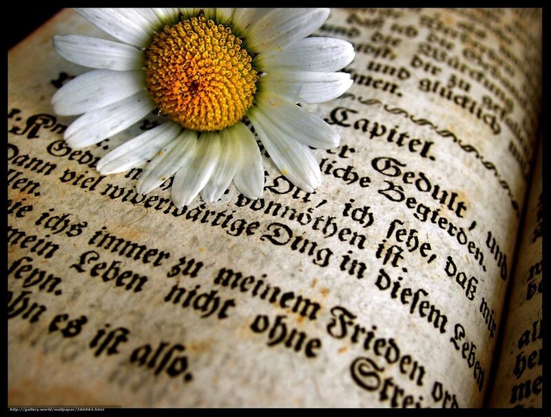 daisy on old book page
