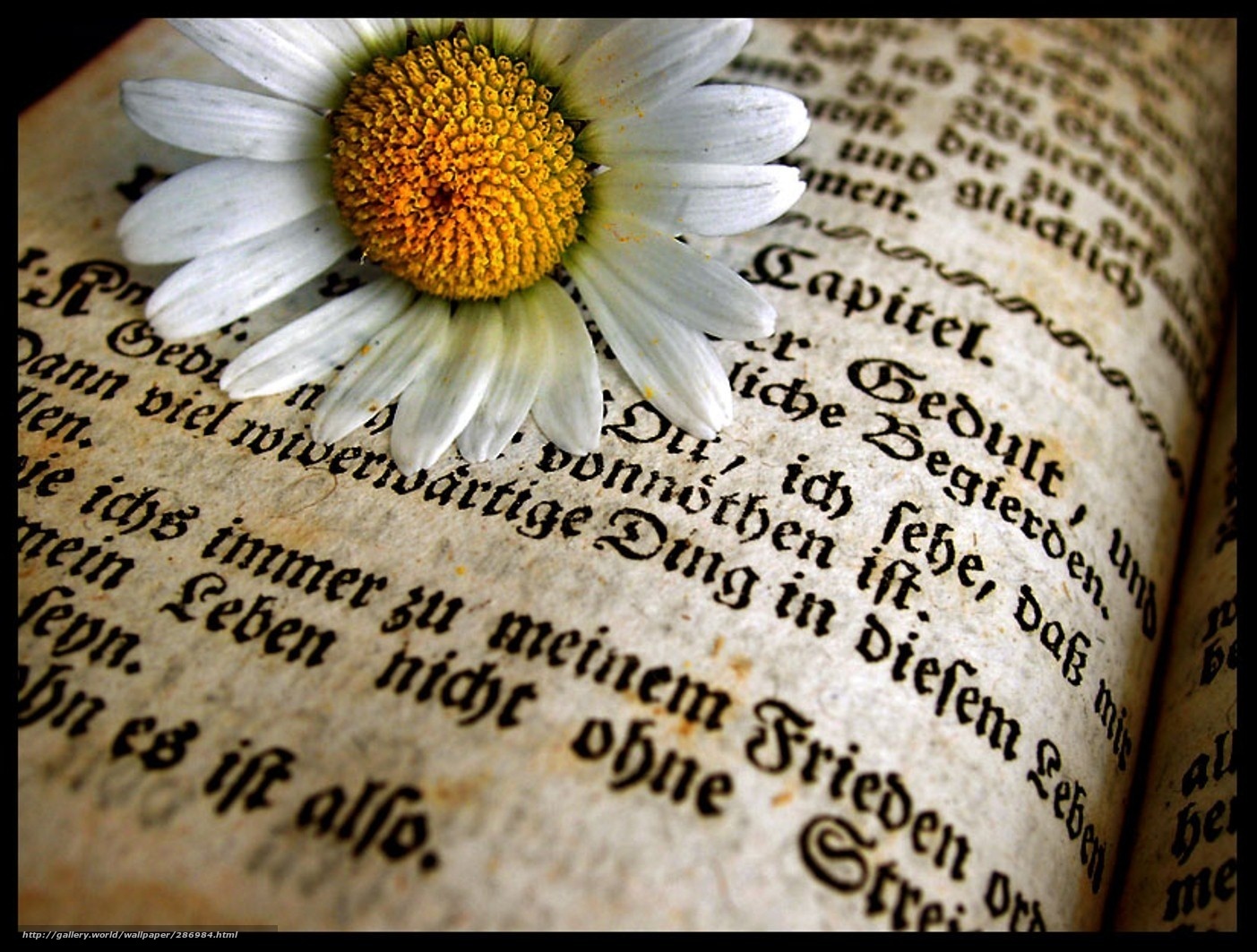 daisy on old book page