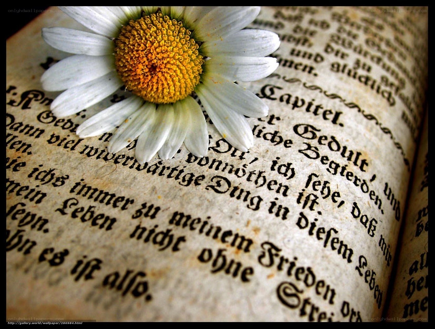daisy on old book page