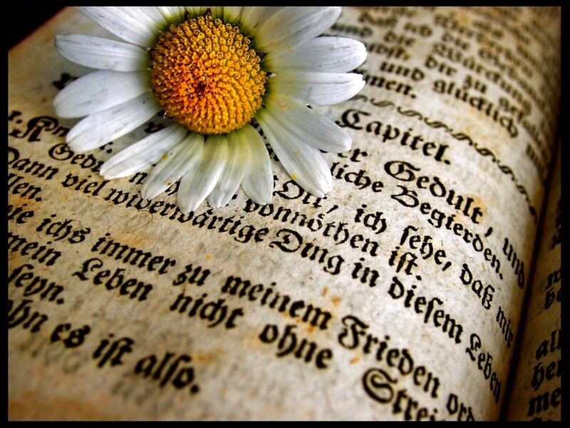 Daisy on Old Book