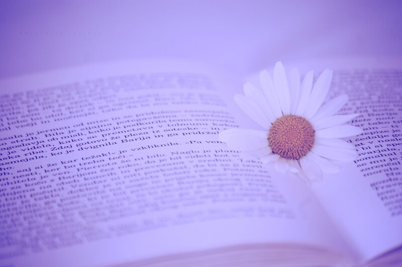 Daisy on Open Book