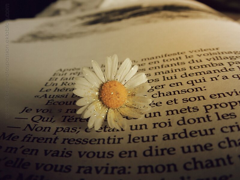 Daisy on Open Book — White, Serene, Photograph, Flower