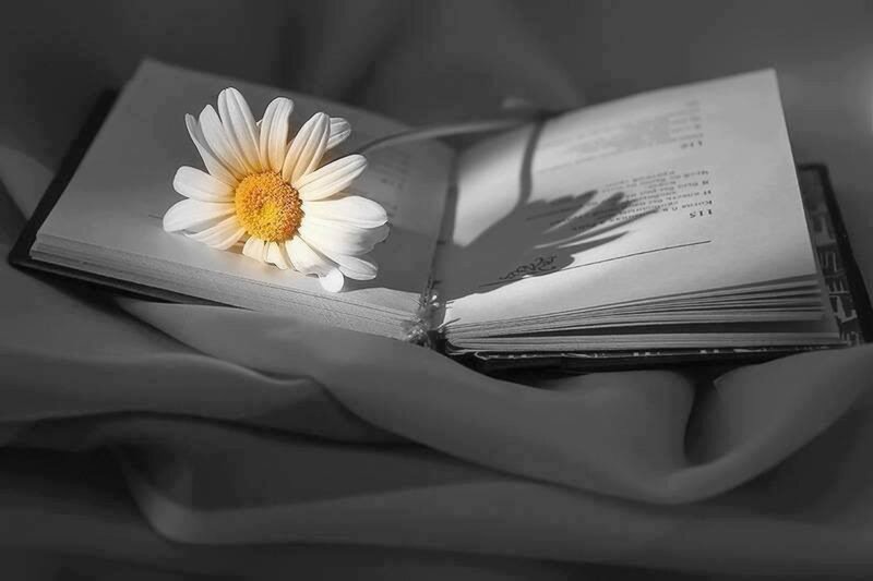 Daisy on Open Book — White, Serene, Photograph