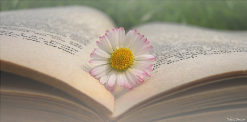 Daisy on Open Book — White, Serene, Spring