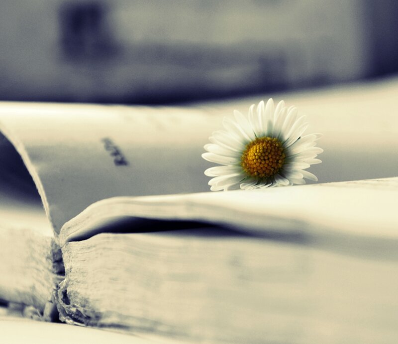 Daisy on Open Book — White, Serene