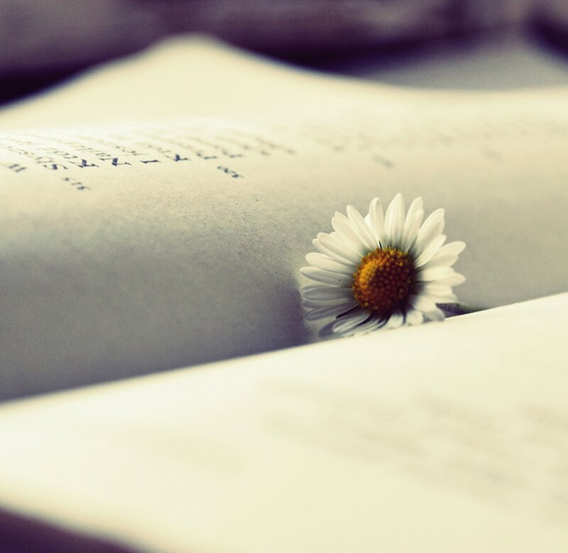 Daisy on Open Book — White