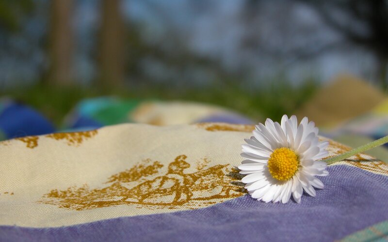 Daisy on Patterned Cloth