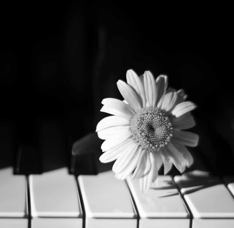 Daisy on Piano Keys