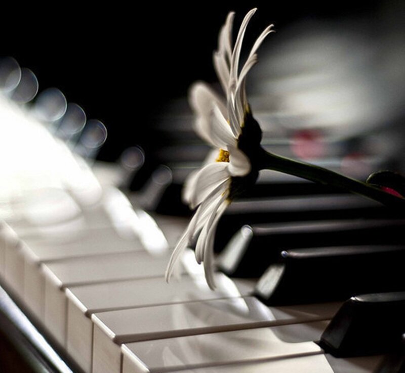 Daisy on Piano Keys — White, Serene