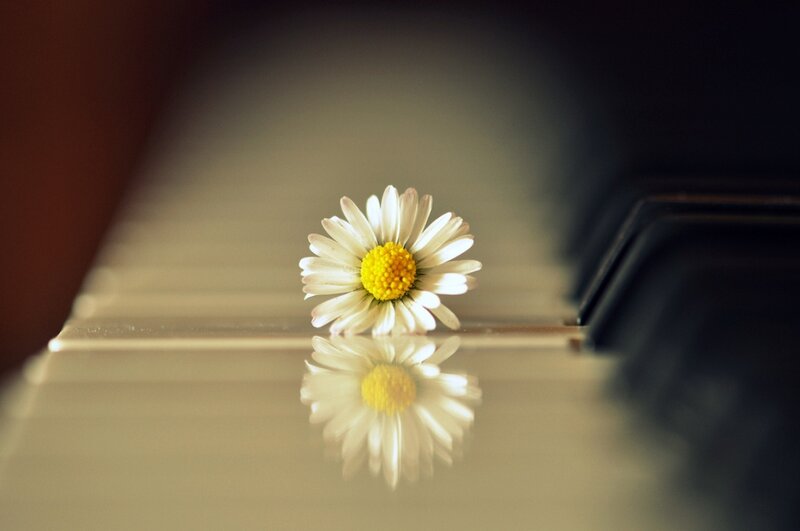 Daisy on Piano Keys — White