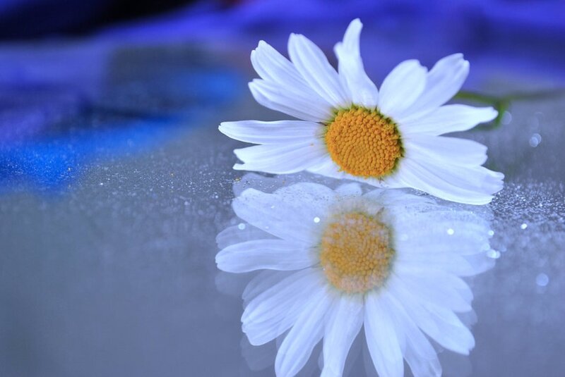 Daisy on Reflective Surface
