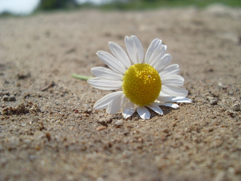 Daisy on Sandy Ground