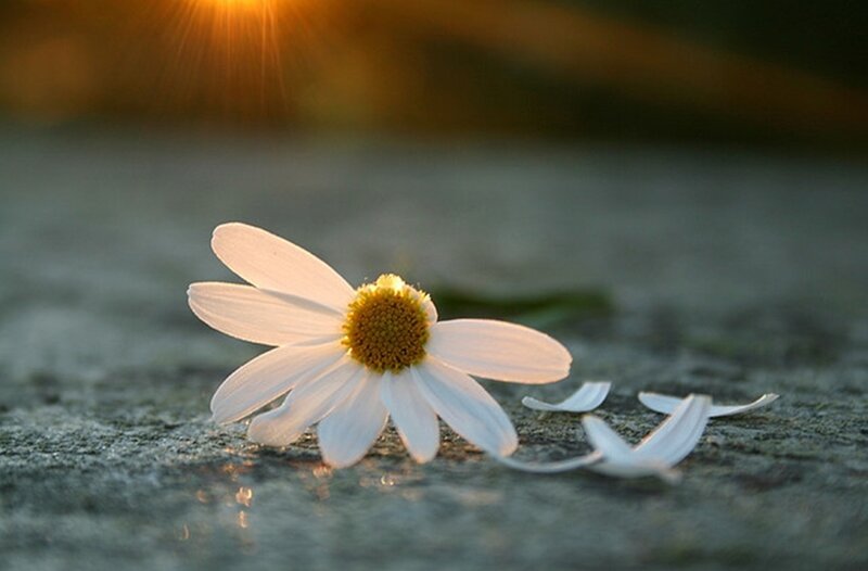 Daisy on Stone Surface