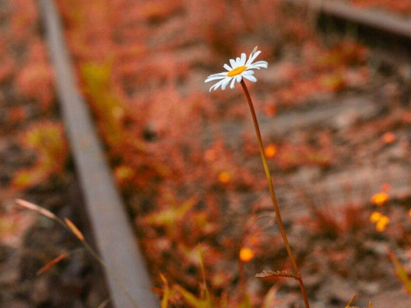 Daisy on Train Tracks — White
