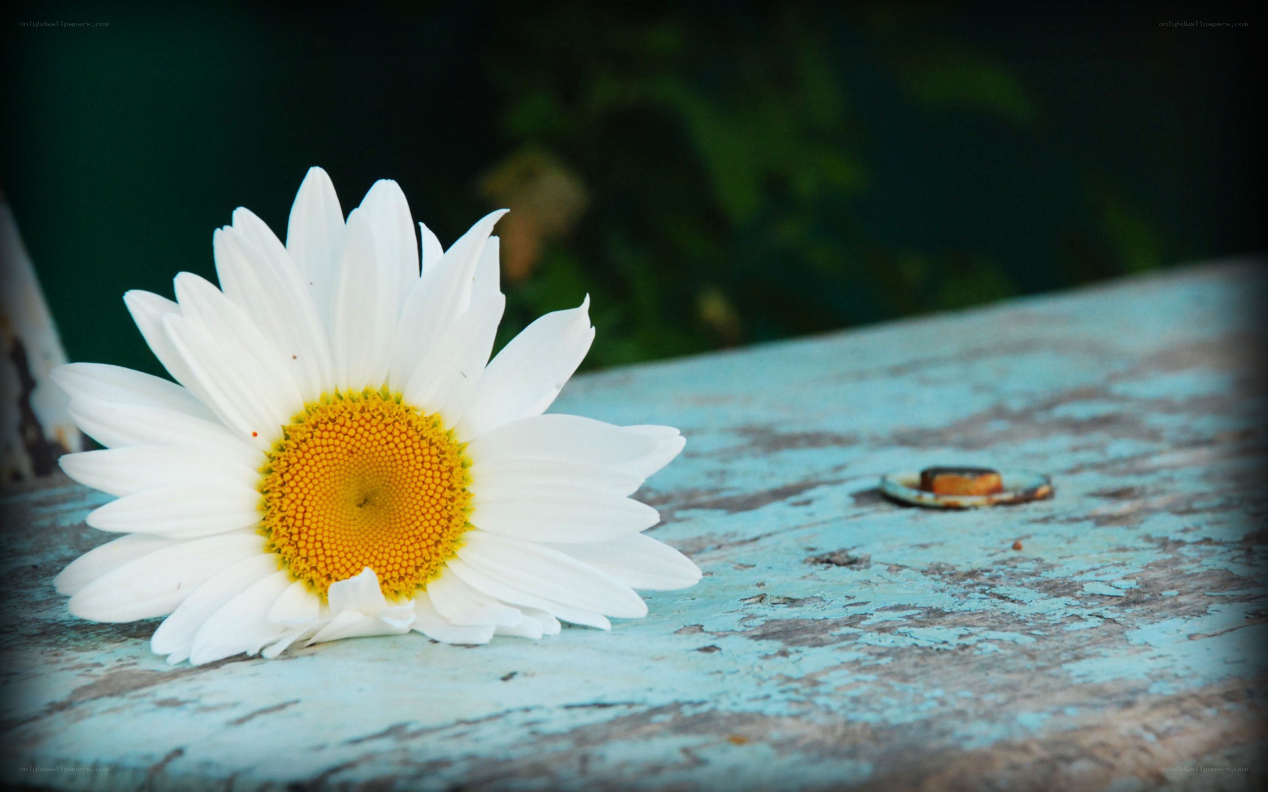daisy on weathered wood