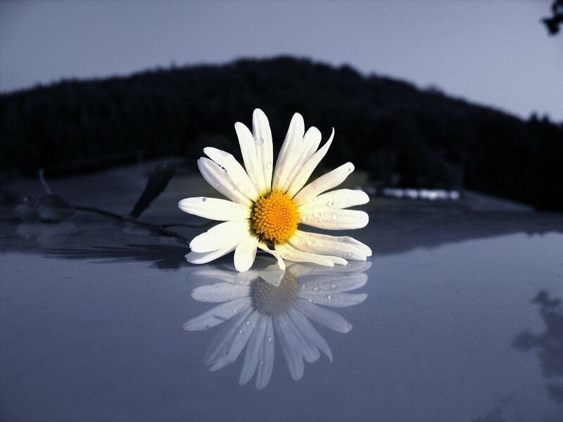 Daisy on Wet Surface