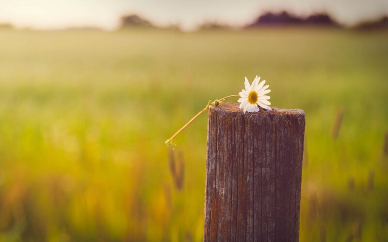 Daisy on Wooden Post — Green