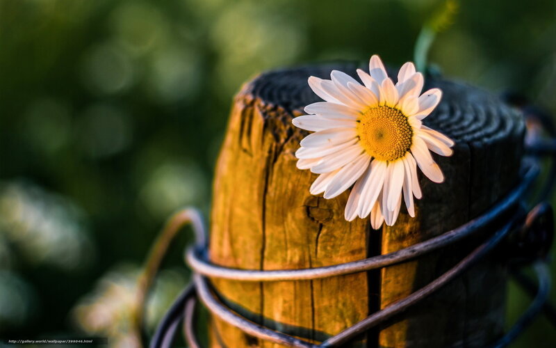 Daisy on Wooden Post — White, Serene
