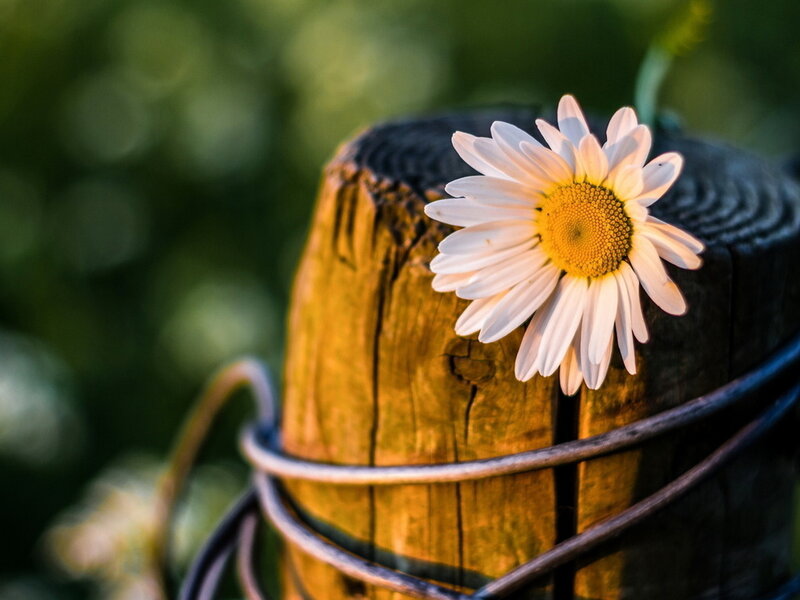 Daisy on Wooden Post — White