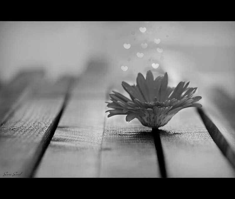 Daisy on Wooden Surface — Black