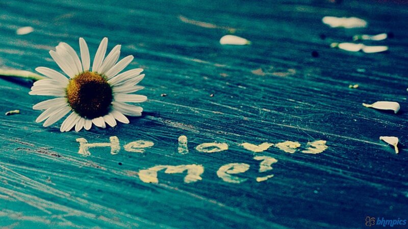Daisy on Wooden Surface — Blue, Sentimental