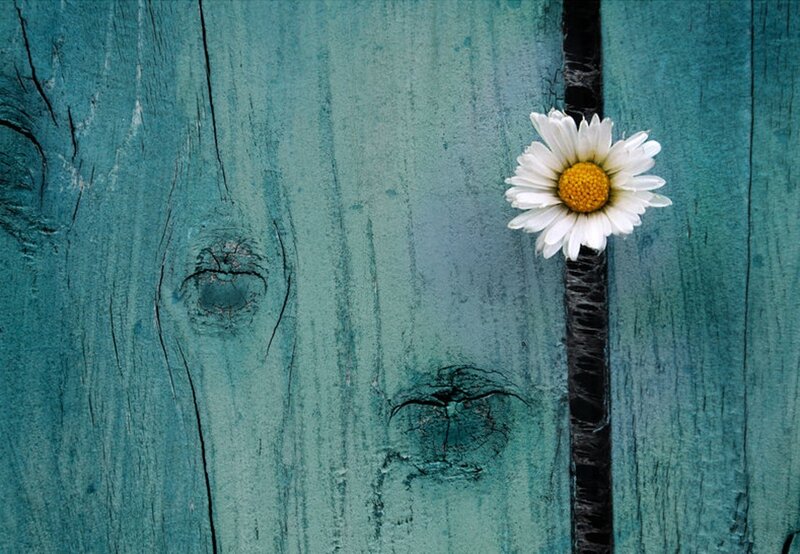 Daisy on Wooden Surface — Blue