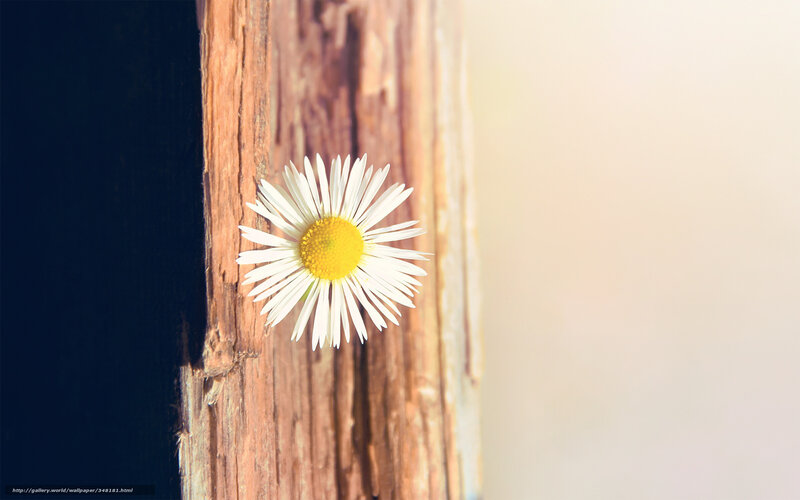 daisy on wooden surface