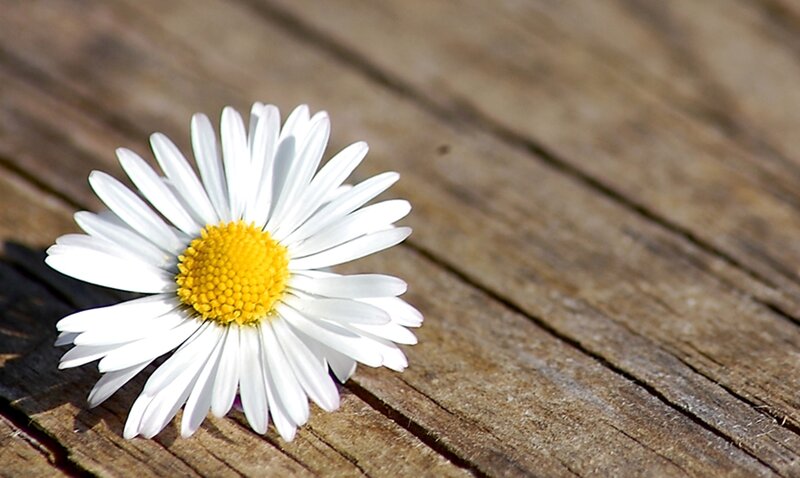 Daisy on Wooden Surface — White, Calm, Afternoon