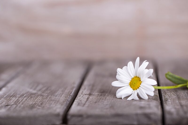 Daisy on Wooden Surface — White, Calm, Photograph