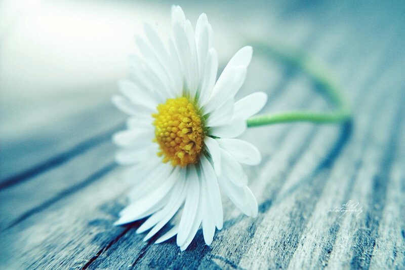 Daisy on Wooden Surface — White, Calm