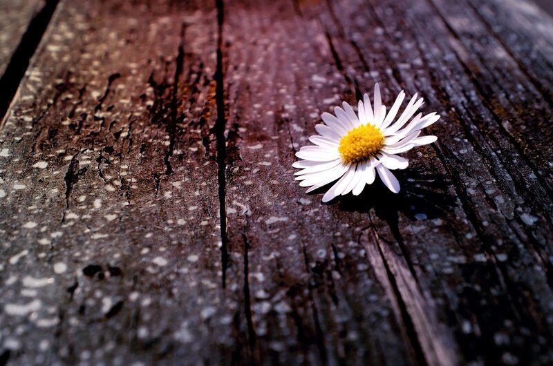Daisy on Wooden Surface — White, Serene, Afternoon, Photograph, Wood