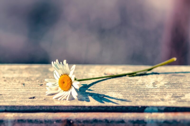 Daisy on Wooden Surface — White, Serene, Afternoon, Photograph, Wooden Surface, Stem