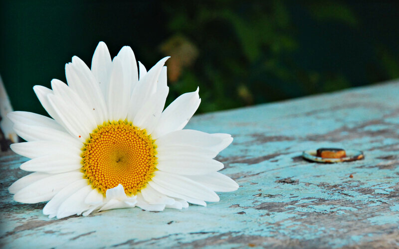 Daisy on Wooden Surface — White, Serene, Afternoon