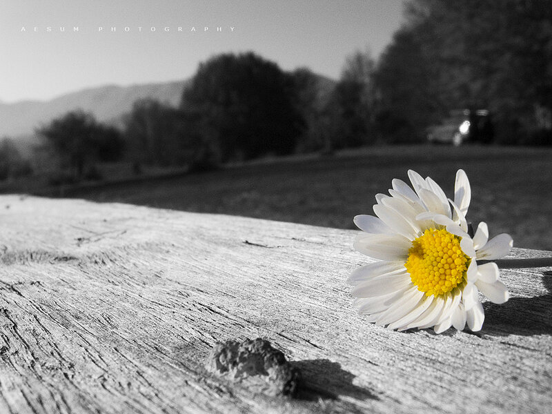 Daisy on Wooden Surface — White, Serene