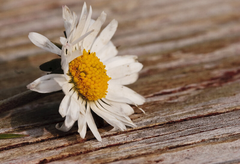 Daisy on Wooden Surface — White
