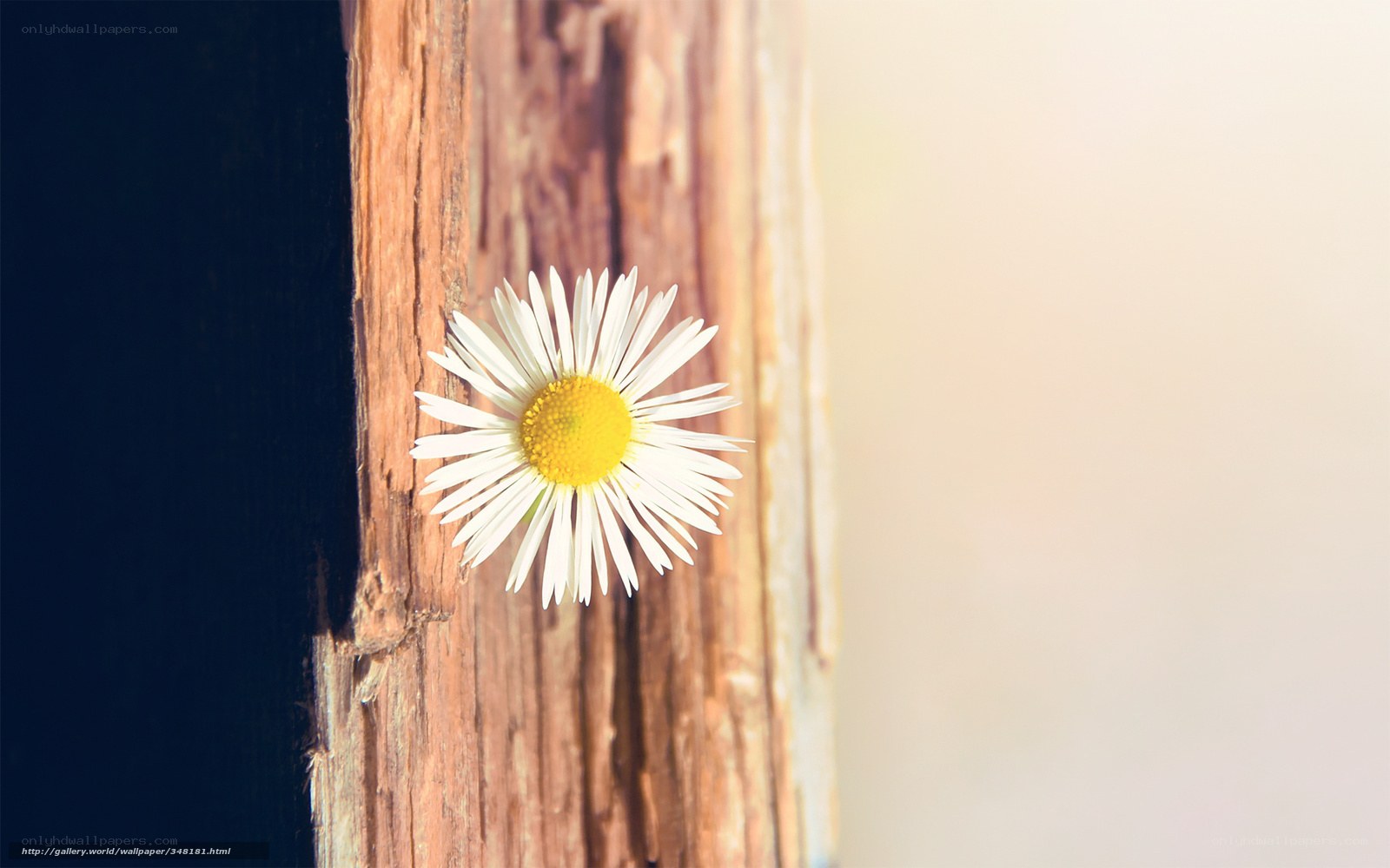 daisy on wooden surface