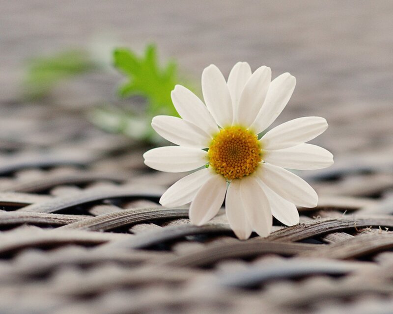 daisy on woven surface