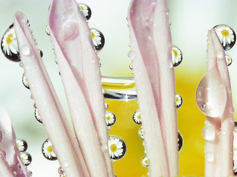 daisy petals with water droplets